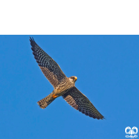 گونه شاهین آمور Amur Falcon